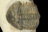 Bargain, Struveaspis Trilobite (Small Eyed Phacopid) #100389-1